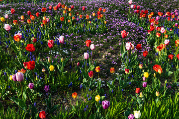Beautiful color tulip flower field background of field and forest,spring time.