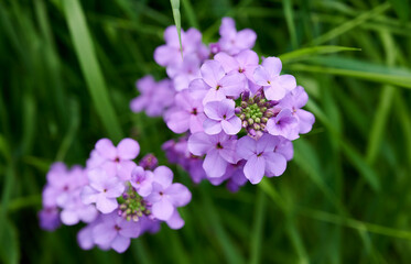 Violet branch of flowers of Sweet Dames rocket (Dame's violet, Hesperis matronalis) on the background of bright green grass. Lilac flowers. Garden background