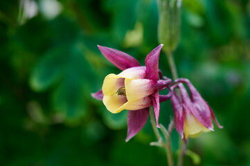 Beautiful yellow and red western columbine (aquilegia formosa) flower in green garden blurred background. Flower in the shape of a star