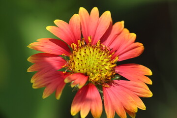 close up of a flower