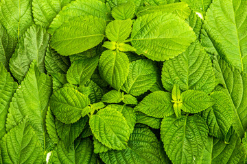 Green mint leaves
