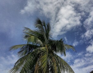 Coconut  trees and blue white cloudy sky background