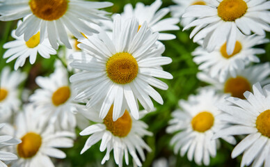 Flowering of white daisies (Oxeye daisy, Leucanthemum vulgare). white floral background. selective focus.  Tender romantic floral background.