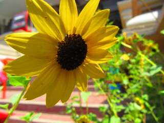 sunflower in the garden