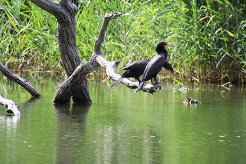 Double-crested Cormorants perched on a dead branch over a pound, looking for fishes