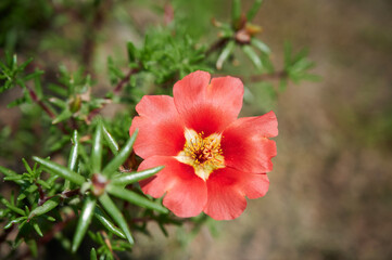 Red flower of Moss Rose (Portulaca grandiflora) on blurred background. Garden floral background. Selective focus, top up view