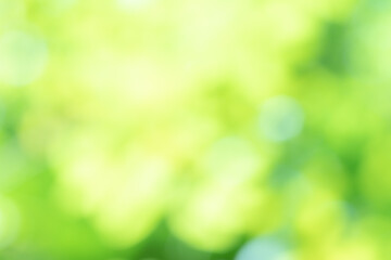 Obraz premium Green blurred background abstract light gradient bokeh natural Used for text input
