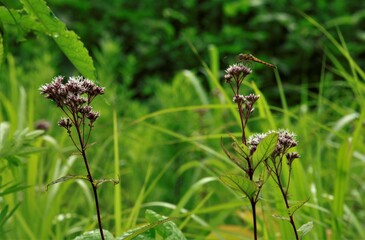 ナツアカネとヨツバヒヨドリの花