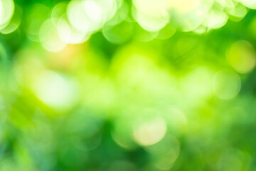 Plakat Green background abstract light gradient bokeh natural Used for text input