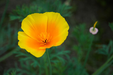 Obraz premium Bright yellow flowers of Eschscholzia californica (California poppy, golden poppy, California sunlight, cup of gold) on dark green blurred background