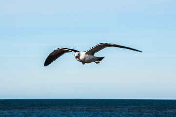 Fototapeta na wymiar seagull, larus atlanticus, in the sky