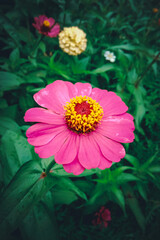  Zinnia flower,  purple colour of zinnia flower with petal and leafs