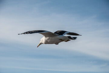 Seagull, Larus Atlanticus, on blue sky