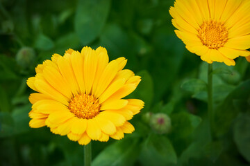 close-up of orange marigold flowers on blurred background of green foliage