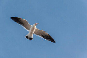 Seagull, Larus Atlanticus, flying in the sky