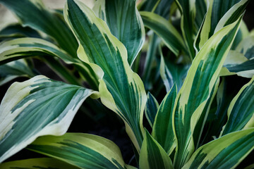 green and yellow hosta leaves, large striped leaves (hostas, plantain lilies, giboshi). Green natural background