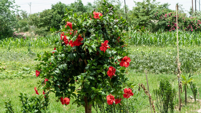 Gudhal's Tree