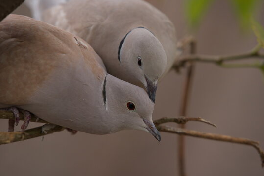 pair of dove in love, The Eurasian collared dove is a dove species native to Europe and Asia