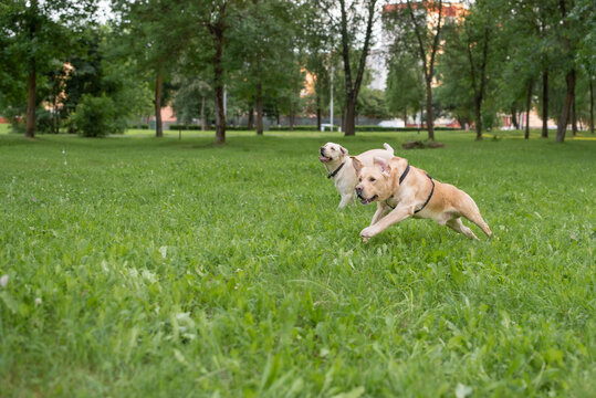 A pair of labradors are playing in the park. Close-up photographed.