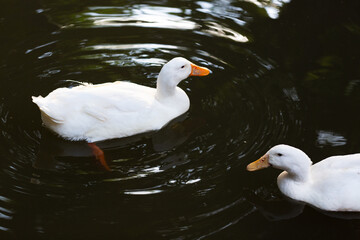 two white ducks close up in dark water with reflections.