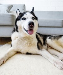 A Siberian husky dog lies on the floor in a living room.