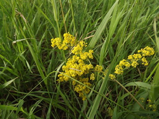 small yellow flowers in the green grass