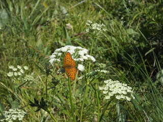 a butterfly sitting on a flower