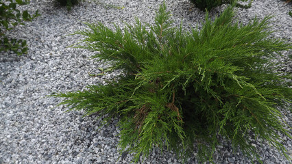decorative green Bush on a background of small gray stones