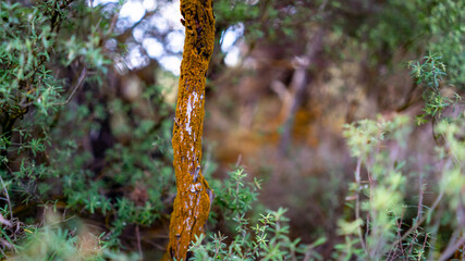 Close up of a tree trunk in the forest with moss growing