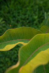 Milkweed plant leaves in golden hour