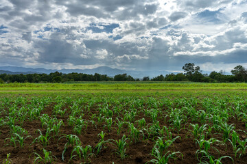 farming landscape