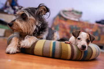 Cute puppy laying next to friend in pet bed staring straight.