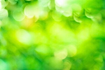 Obraz premium Green background abstract light gradient bokeh natural Used for text input