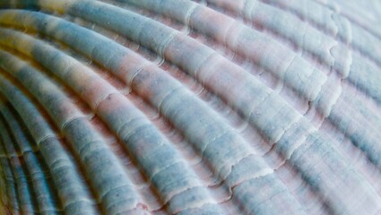 Close up shell texture background