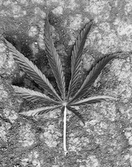 cannabis leaf large one photo image