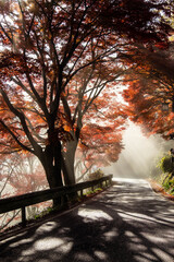 朝靄と紅葉と光と影