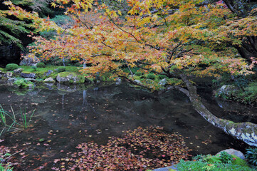 Beautiful autumn scenery of the trees in the park. Wonderful beauty and harmony of the nature.