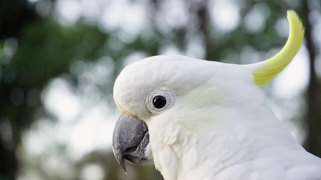 A male Cockatoo close up of a white parrot slow motion 4k video in Australia