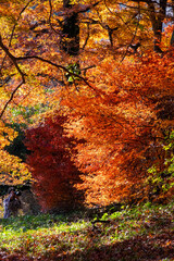 太陽の光で美しい紅葉した林