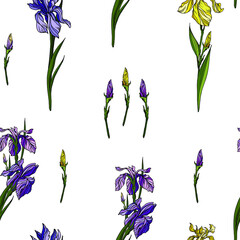 Vector seamless pattern with violet and yellow iris flowers , buds and green leaves. Botanical design with hand drawn realistic floral elements for textile , wrapping paper, wallpaper
