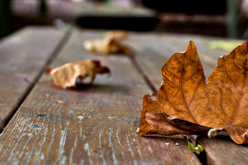 Dried leaves on a wooden table