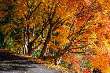 山道に沿って色づいている紅葉