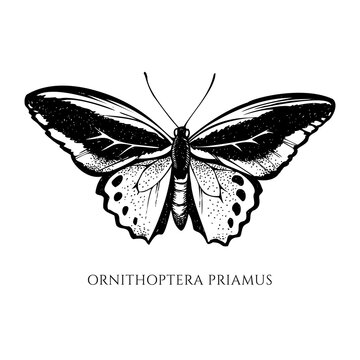 Vector set of hand drawn black and white common green birdwing