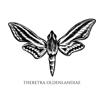 Vector set of hand drawn black and white white-banded hunter hawkmoth