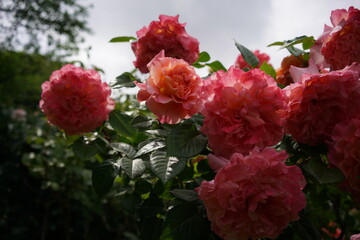 Light Pink Flower of Rose 'Augusta Luise' in Full Bloom
