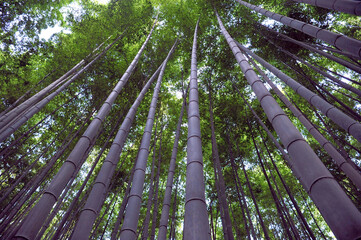 Fototapeta na wymiar Wonderful huge bamboo trunks soar up in the fantastic bamboo forest of Arashiyama.