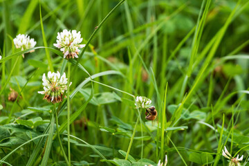 クローバーの白い花とミツバチ