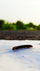 The Perfect Image Of Caterpiller
