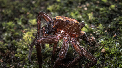 Brown Forest Insect
