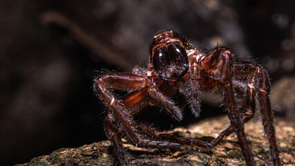 Natural Forest Spider
